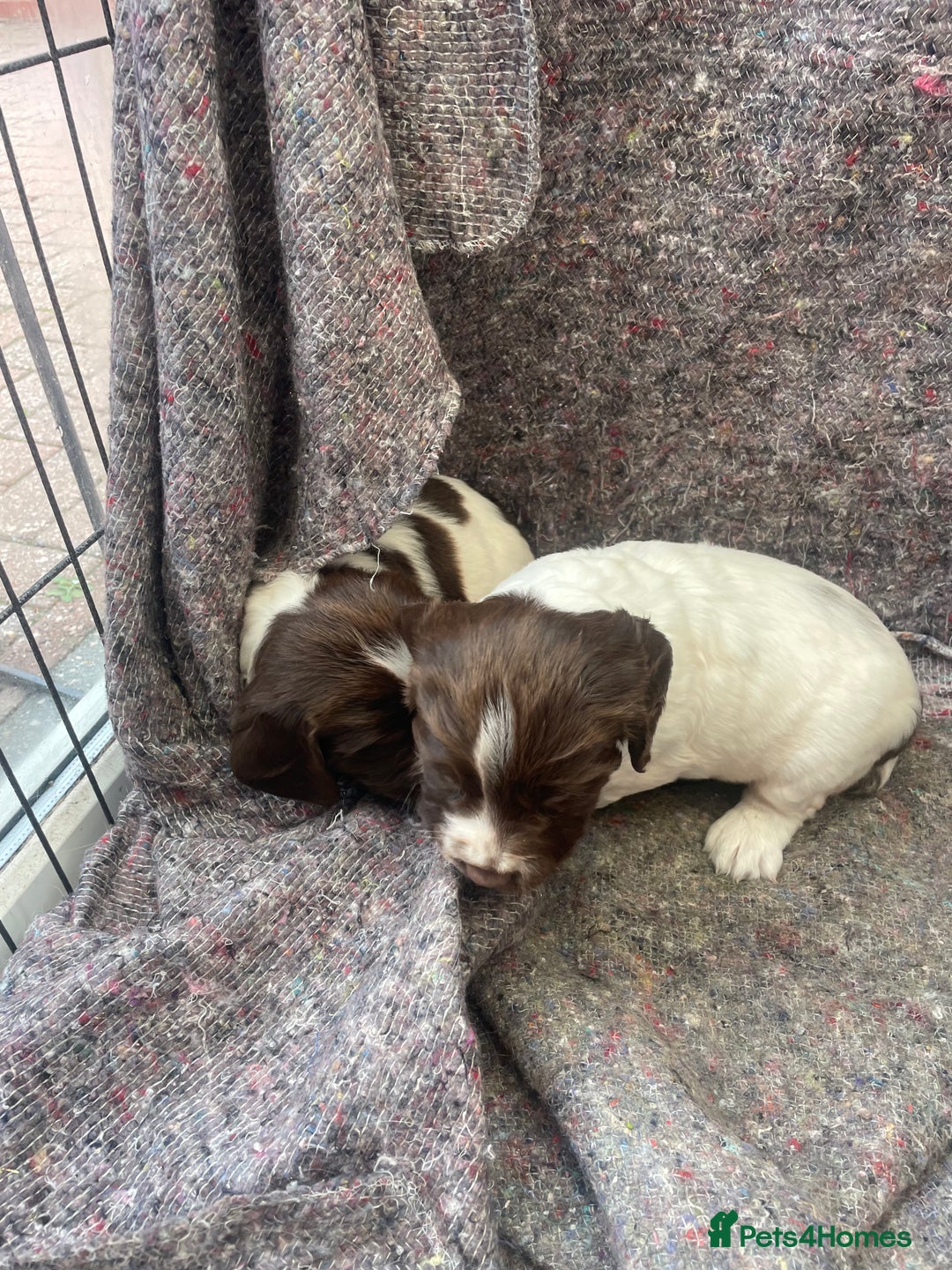 English Springer Spaniel dogs for sale: English springer spaniel kc registered  - Image 7