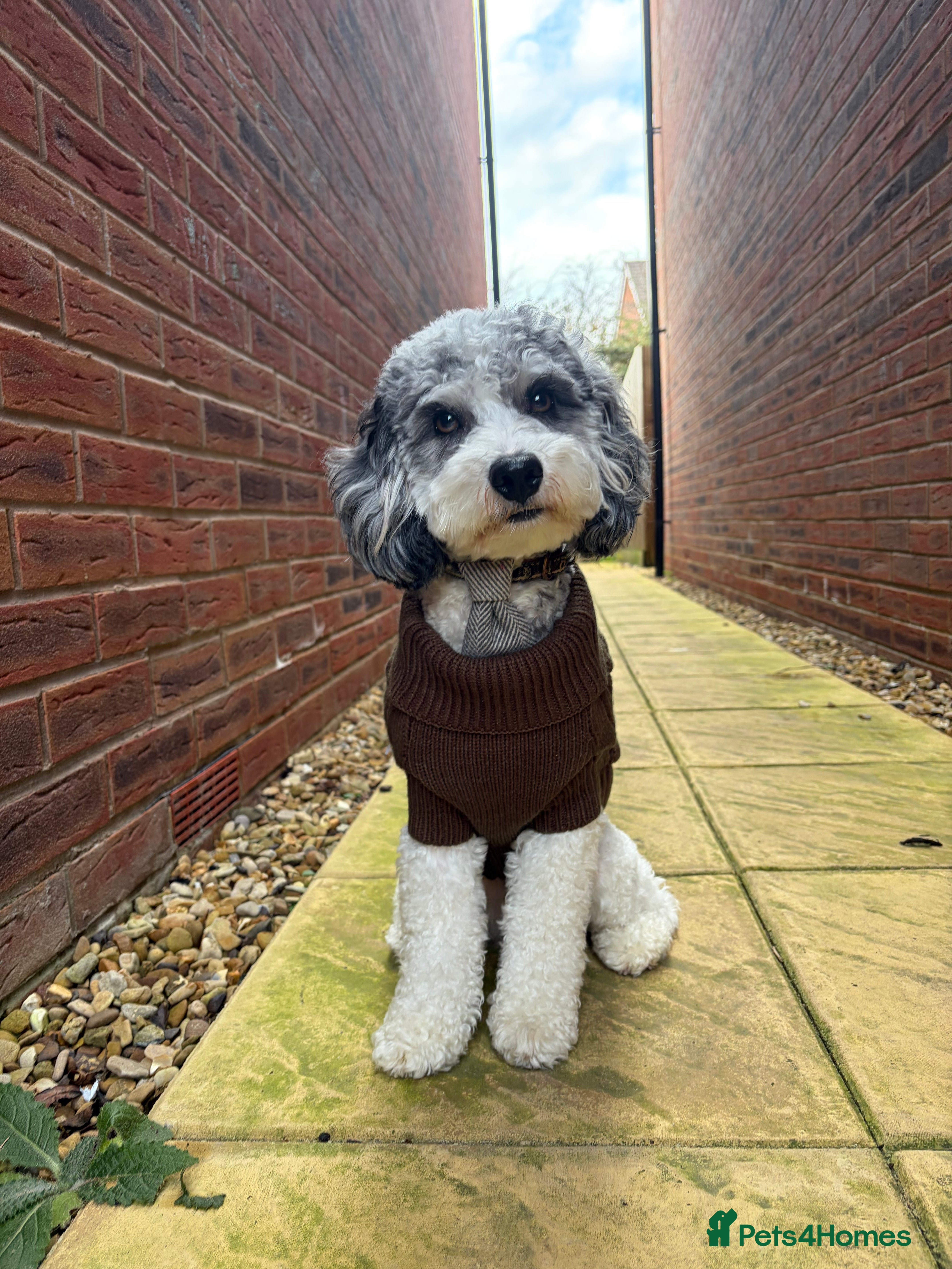 Cavapoo dogs 🐶 Muffin – Merle Cavapoo Stud Available 💙 - Advert 1