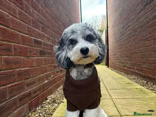 Cavapoo dogs 🐶 Muffin – Merle Cavapoo Stud Available 💙 - Advert 1