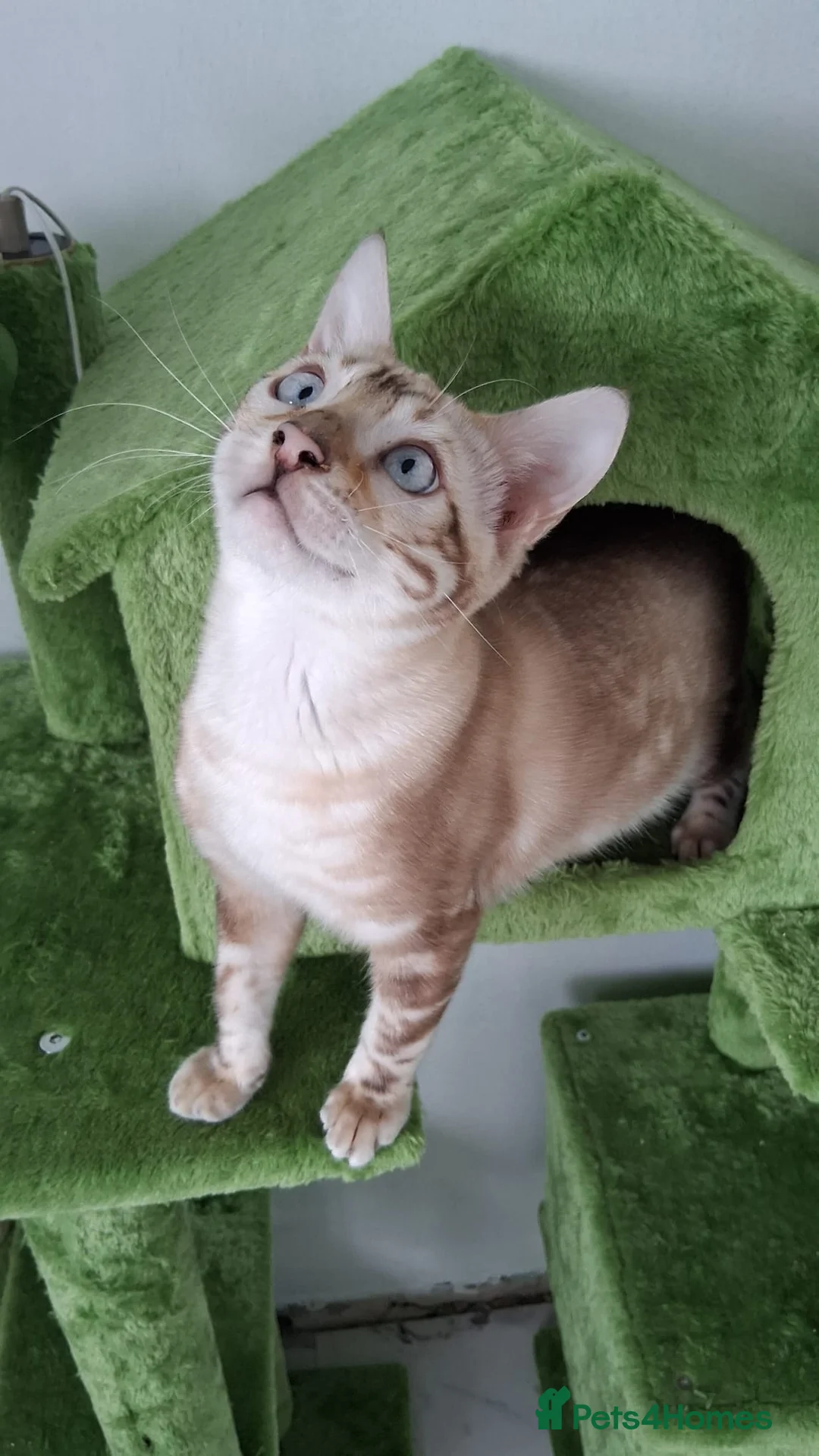 Bengal cats for stud: GANDALF Snow Mink Blue Carrier Russia Lines in Gateshead - Advert 4