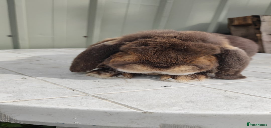 Gallery Image {{count}}