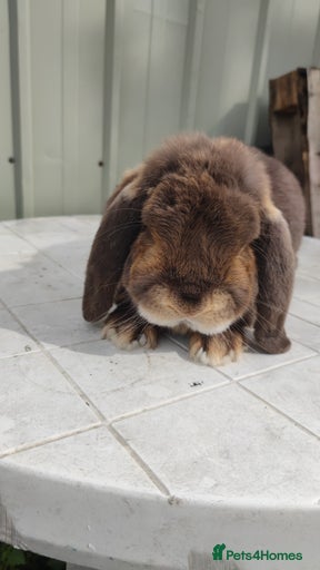 Gallery Image {{count}}