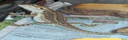 Bearded Dragon reptiles for sale: Baby Bearded Dragons - Advert 2