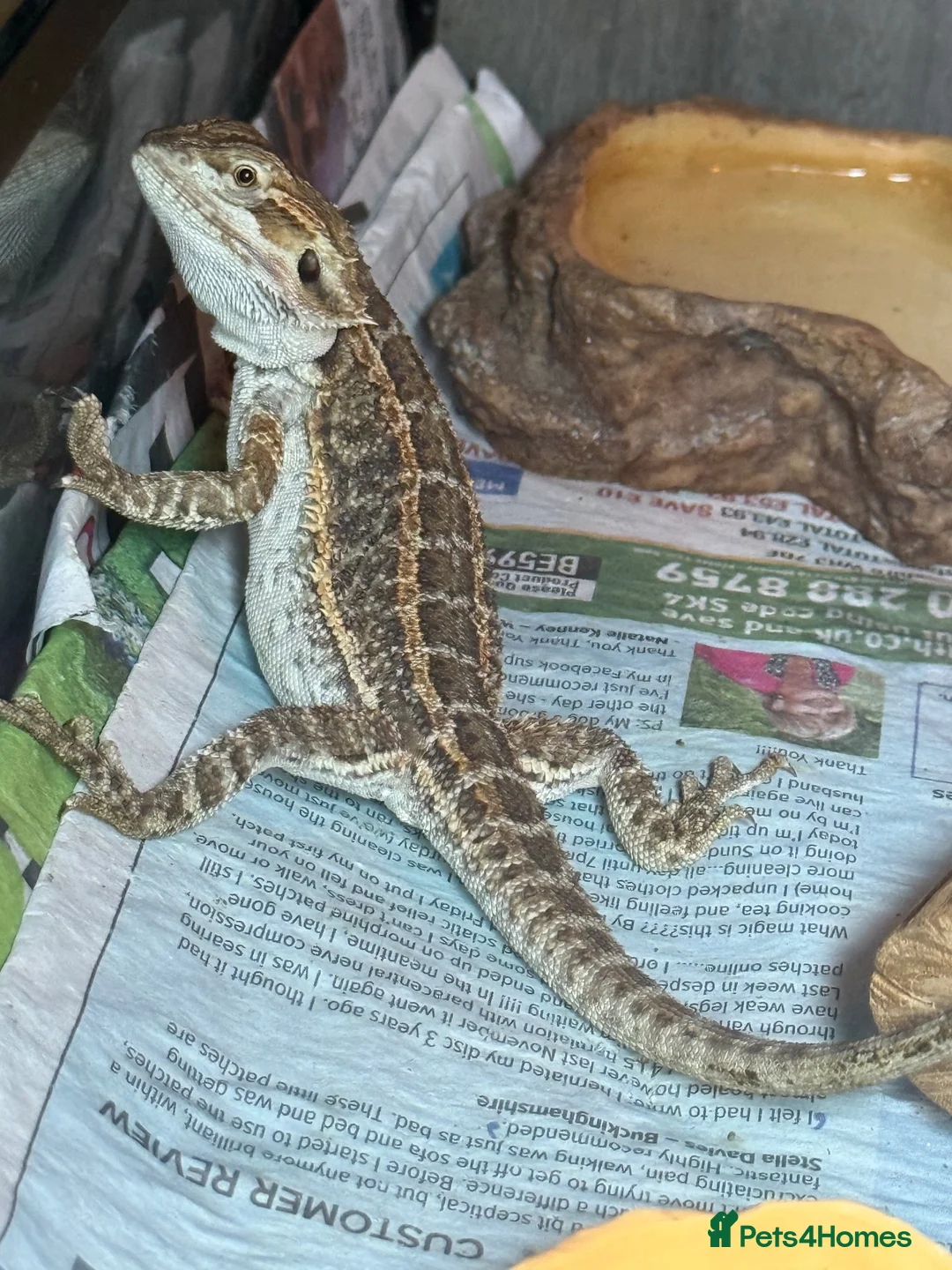 Bearded Dragon reptiles for sale: Baby Bearded Dragons - Advert 2