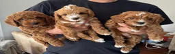 Cavapoo dogs for sale: Cavapoo F1B in Bristol - Advert 2