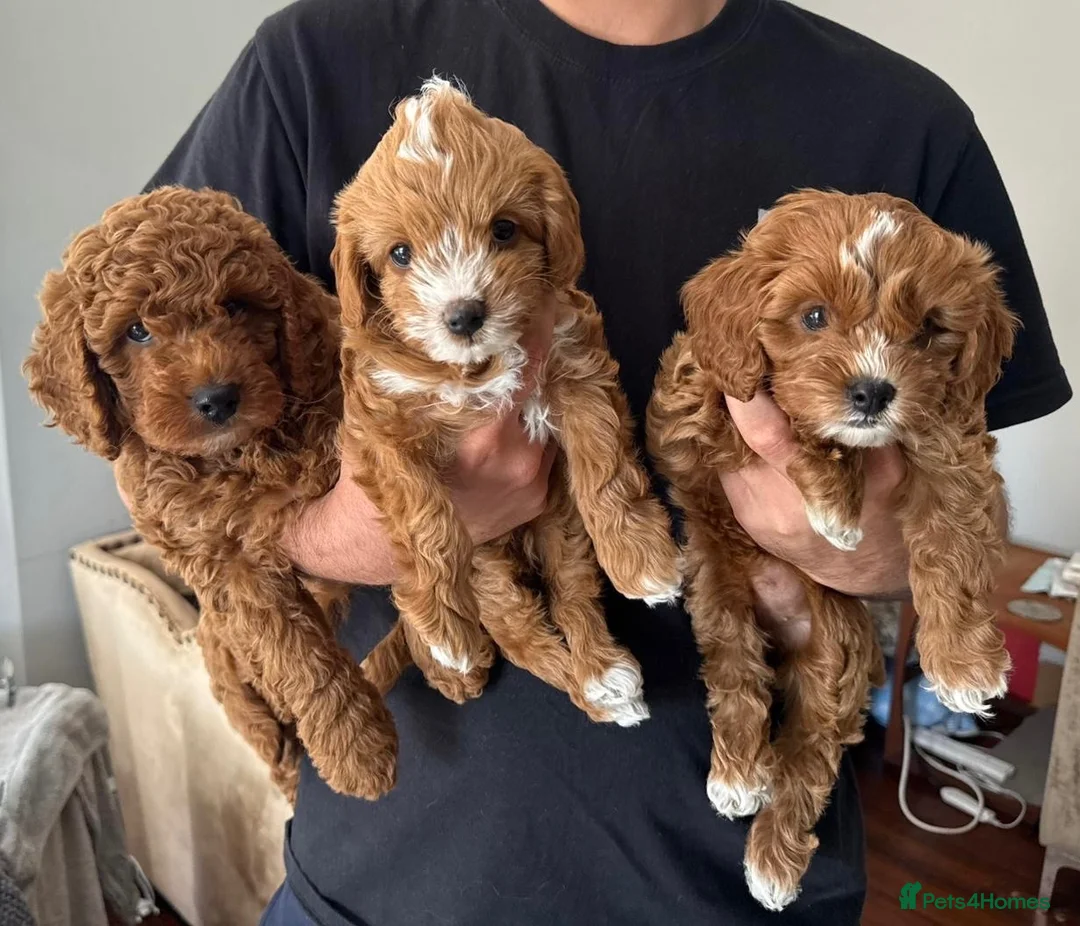 Cavapoo dogs for sale: Cavapoo F1B in Bristol - Advert 2