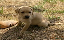 Labrador Retriever dogs for sale: Gorgeous Labrador puppies for sale - Image 31
