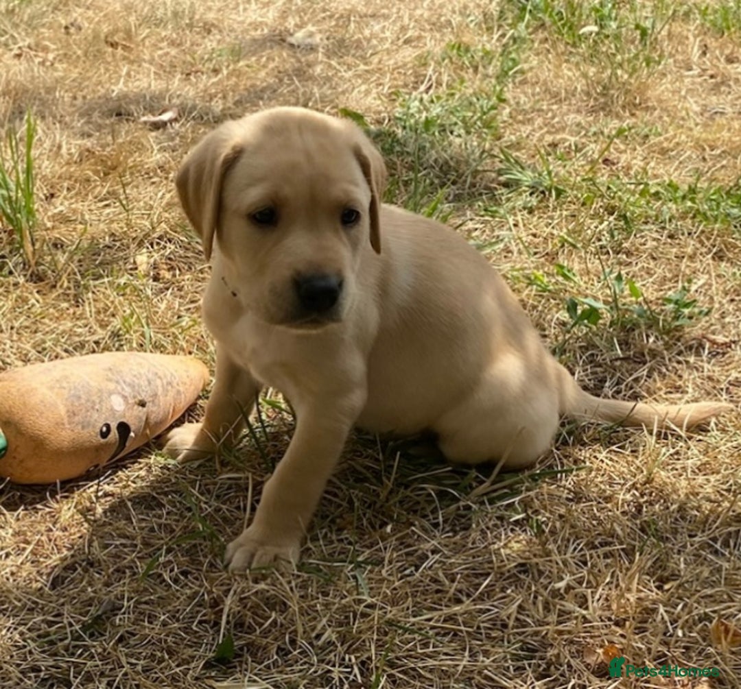 Labrador Retriever dogs for sale: Gorgeous Labrador puppies for sale - Image 31