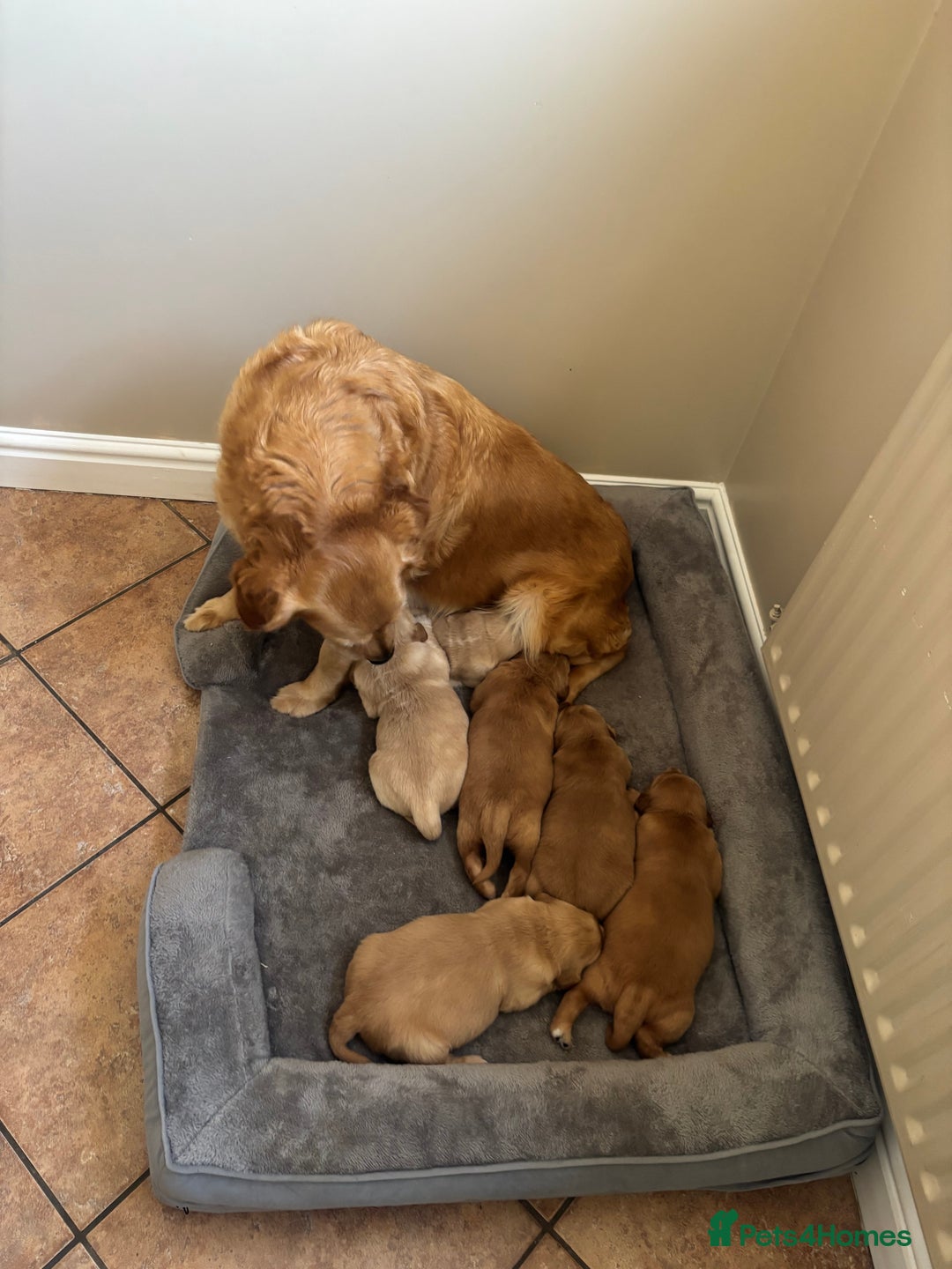 Golden Retriever dogs for sale: Beautiful KC Registered Golden Retrievers for Sale - Image 11