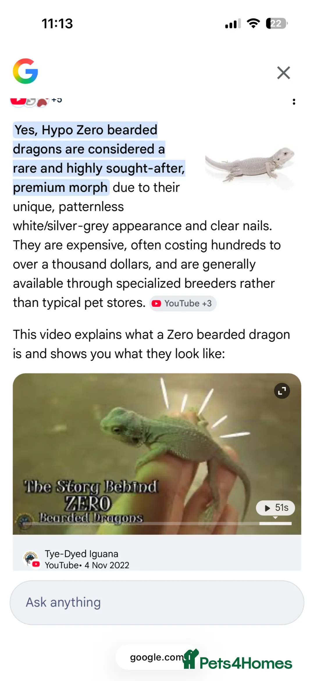 Bearded Dragon reptiles for sale: Hyper zero bearded dragon rare in Tipton - Advert 7