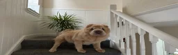 Shar Pei dogs for sale: Top quality bear coat shar pies for sale  - Advert 29