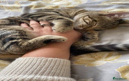 Siberian cats for sale: Rehome - Siberian & Tabby - Image 6