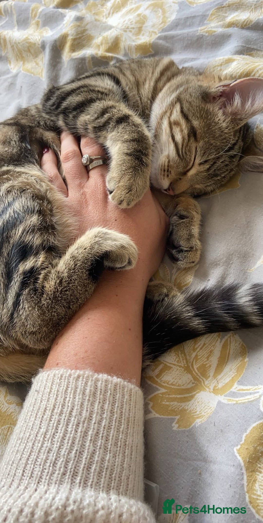 Siberian cats for sale: Rehome - Siberian & Tabby - Image 6
