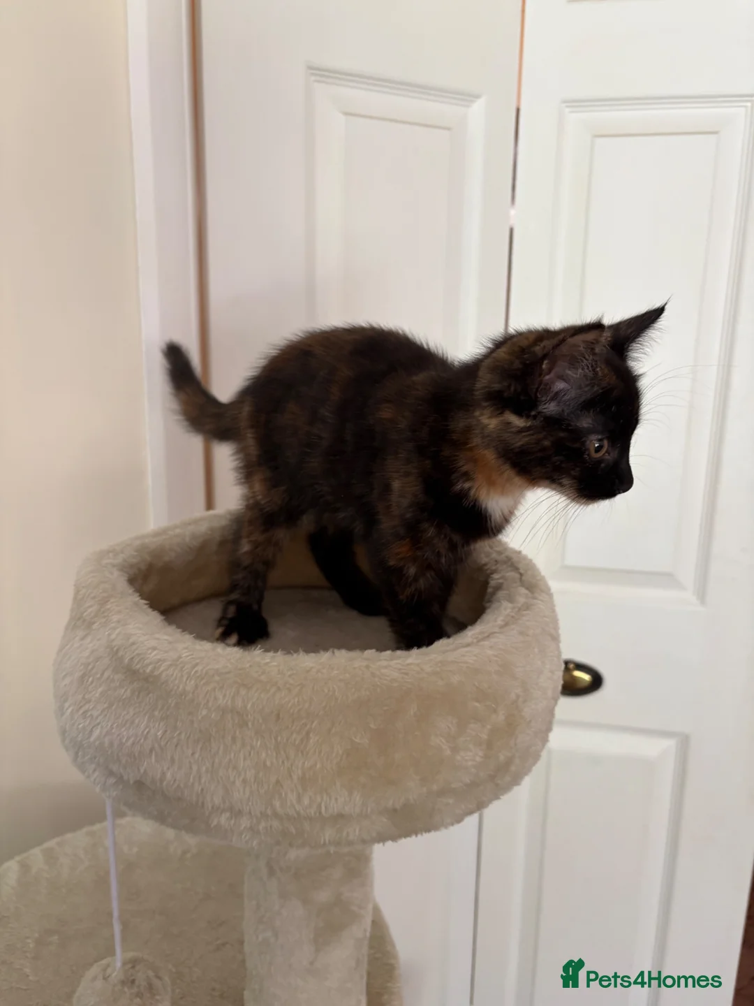 Mixed Breed cats for sale: Half Maine Coon Female Kittens - Advert 6