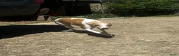 Whippet dogs for sale: Stunning litter of Whippets  - Advert 8