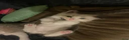 Ragdoll cats for sale: Bi colour ragdoll kittens looking for good home! - Advert 3