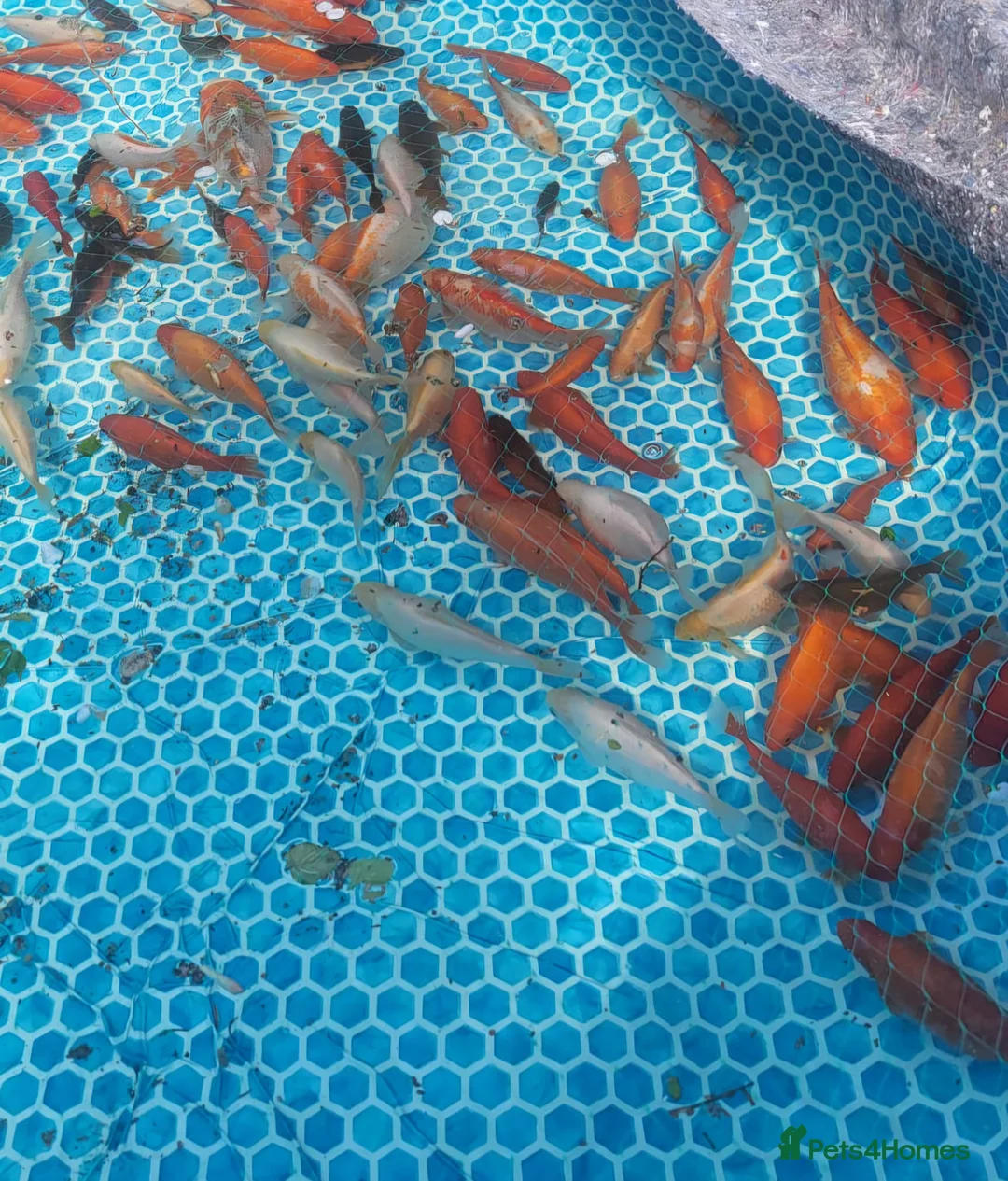 Goldfish fish for sale: Goldfish in Wolverhampton - Advert 2