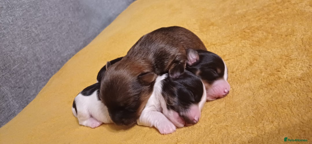 Mixed Breed dogs for sale: Yorkshire mix puppies 3 boys 2 girls  - Image 7