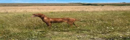 Hungarian Vizsla dogs for sale: 10month old girls for pet homes - Advert 7