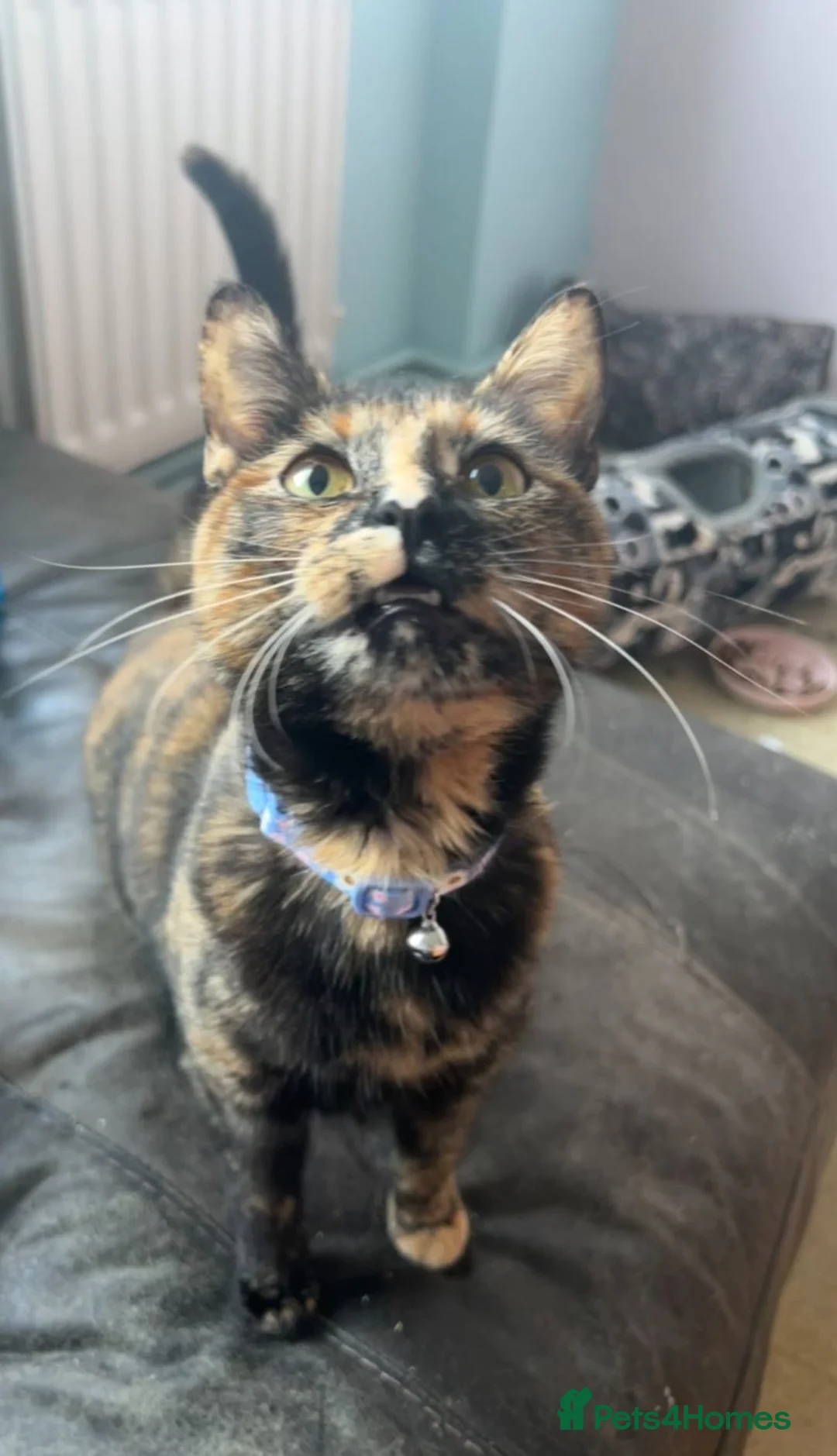 Mixed Breed cats for sale: Lilly-May tortoishell cat - Advert 5