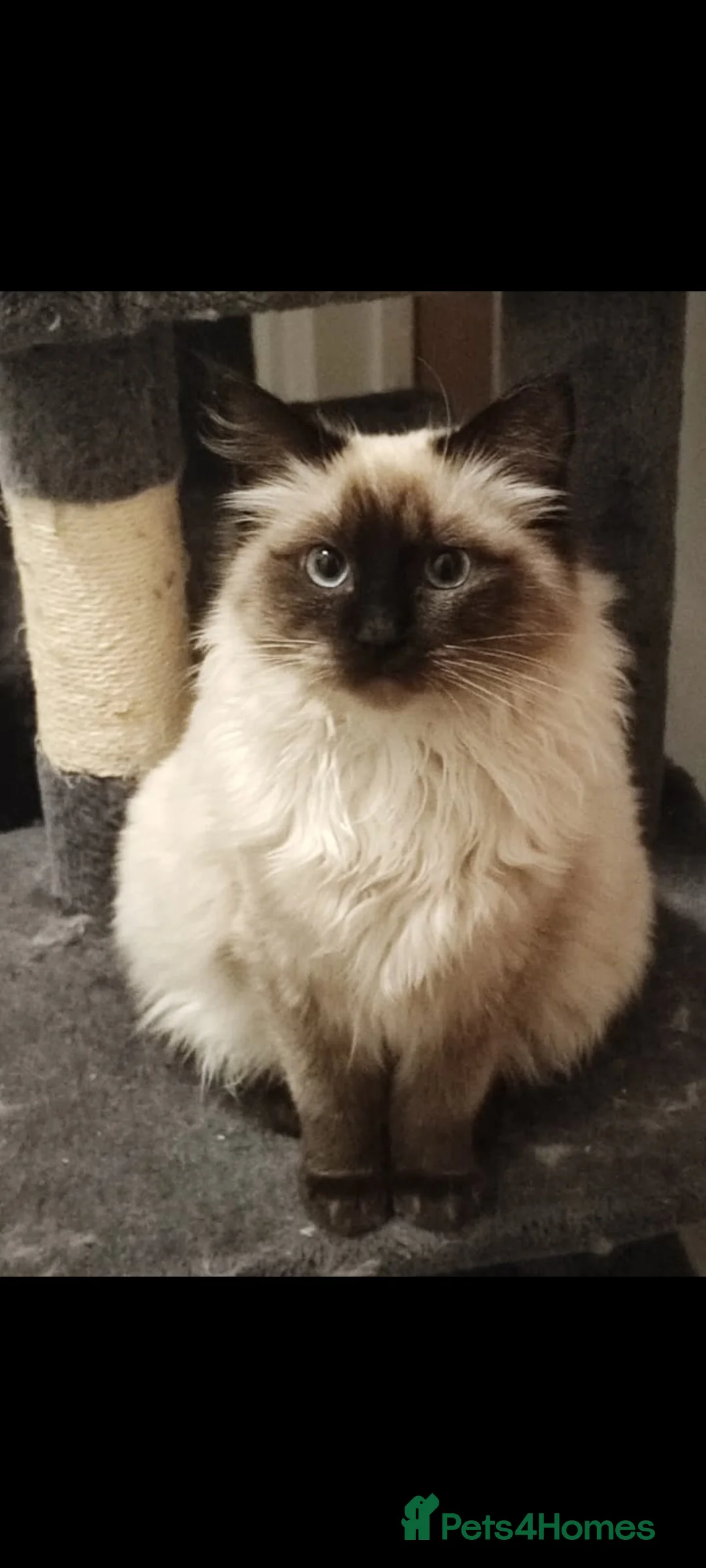 Ragdoll cats for sale: Two Loving Ragdoll Sisters - Advert 1