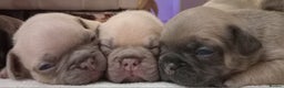 French Bulldog dogs for sale: French Bulldog pups - Advert 9