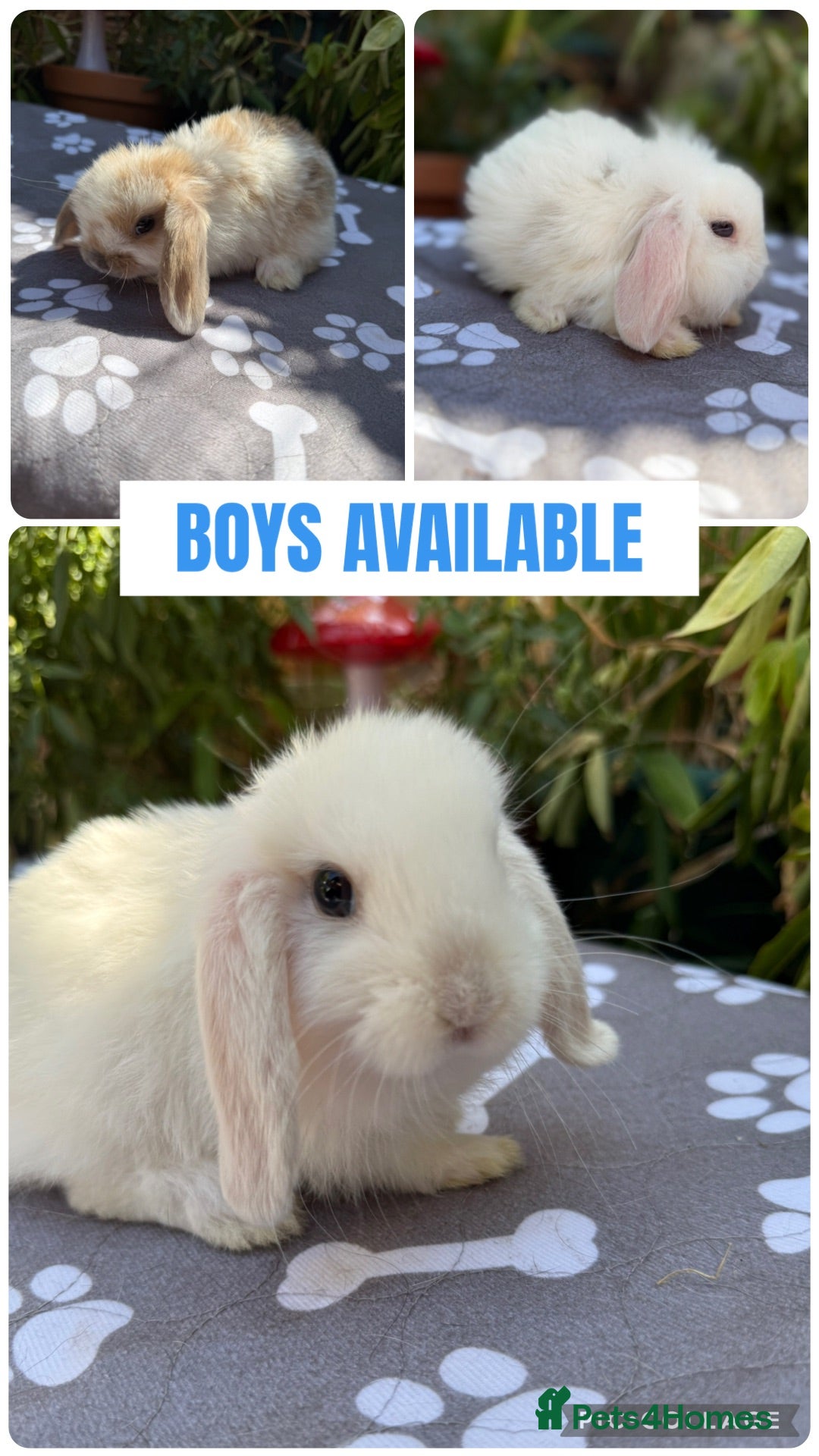 Mini Lop rabbits X3 baby Mini lop boys  - Advert 1