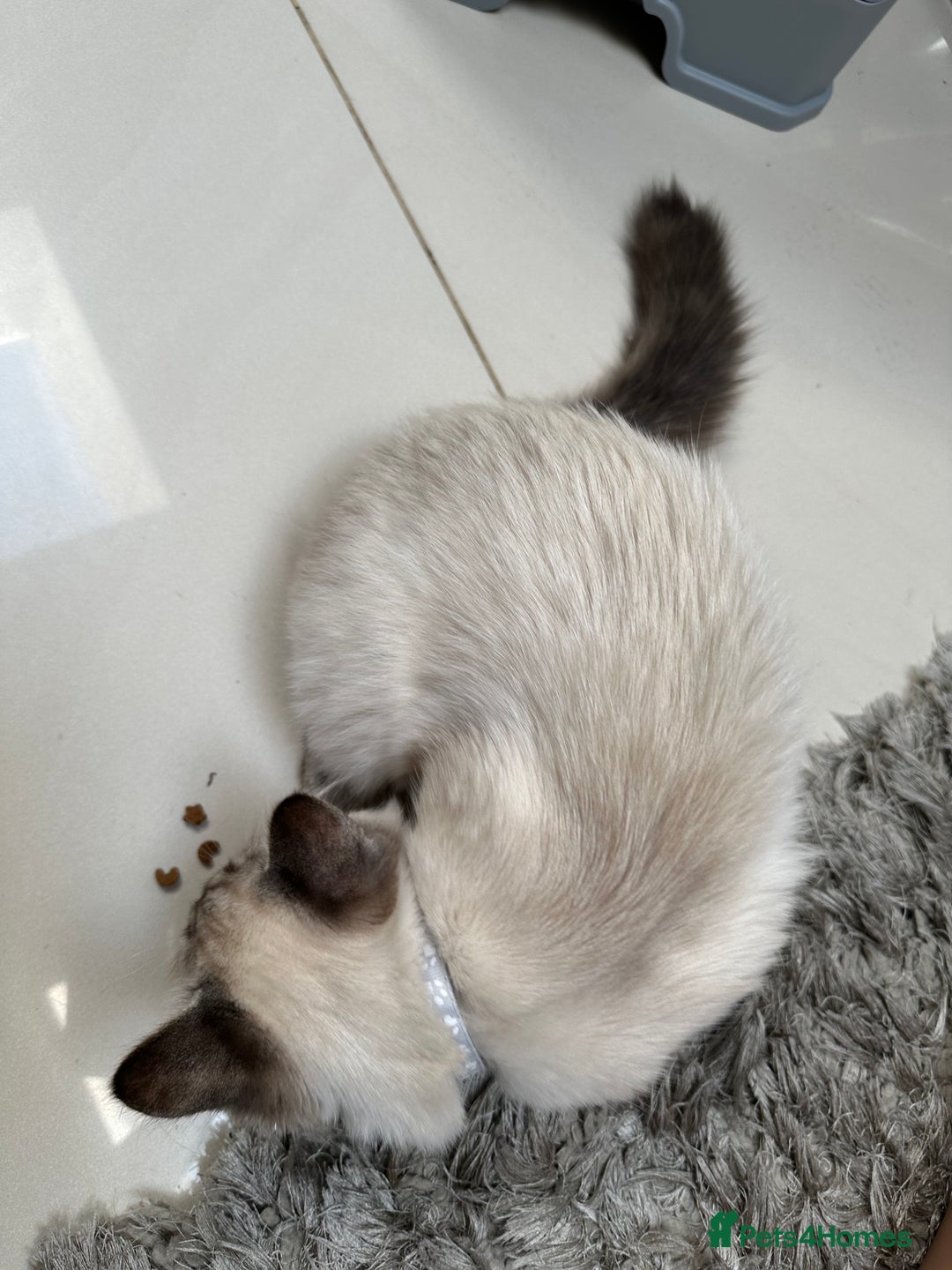 Ragdoll cats for sale: Ragdoll Lynx Blue point male - Image 11