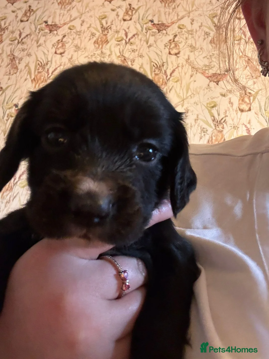 Cocker Spaniel dogs for sale: Beautiful working cocker spaniel puppies  - Advert 2