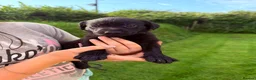 Labrador Retriever dogs for sale: Kc reg black Labrador puppies  - Advert 7