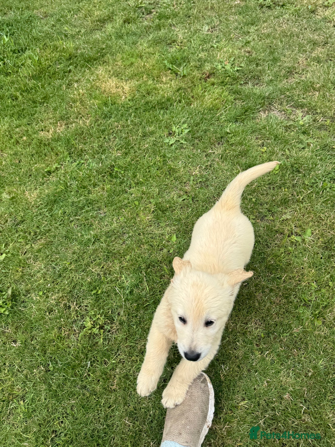 Golden Retriever dogs for sale: Healthy well socialised calm KC puppies - Image 15