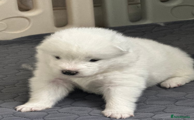 Samoyed dogs - Advert 1