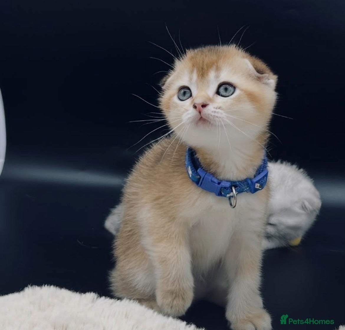 Scottish Fold cats Fully-vaccinated and TICA-registered Kittens  - Advert 1