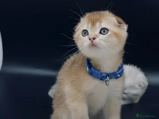 Scottish Fold cats Fully-vaccinated and TICA-registered Kittens - Advert 1
