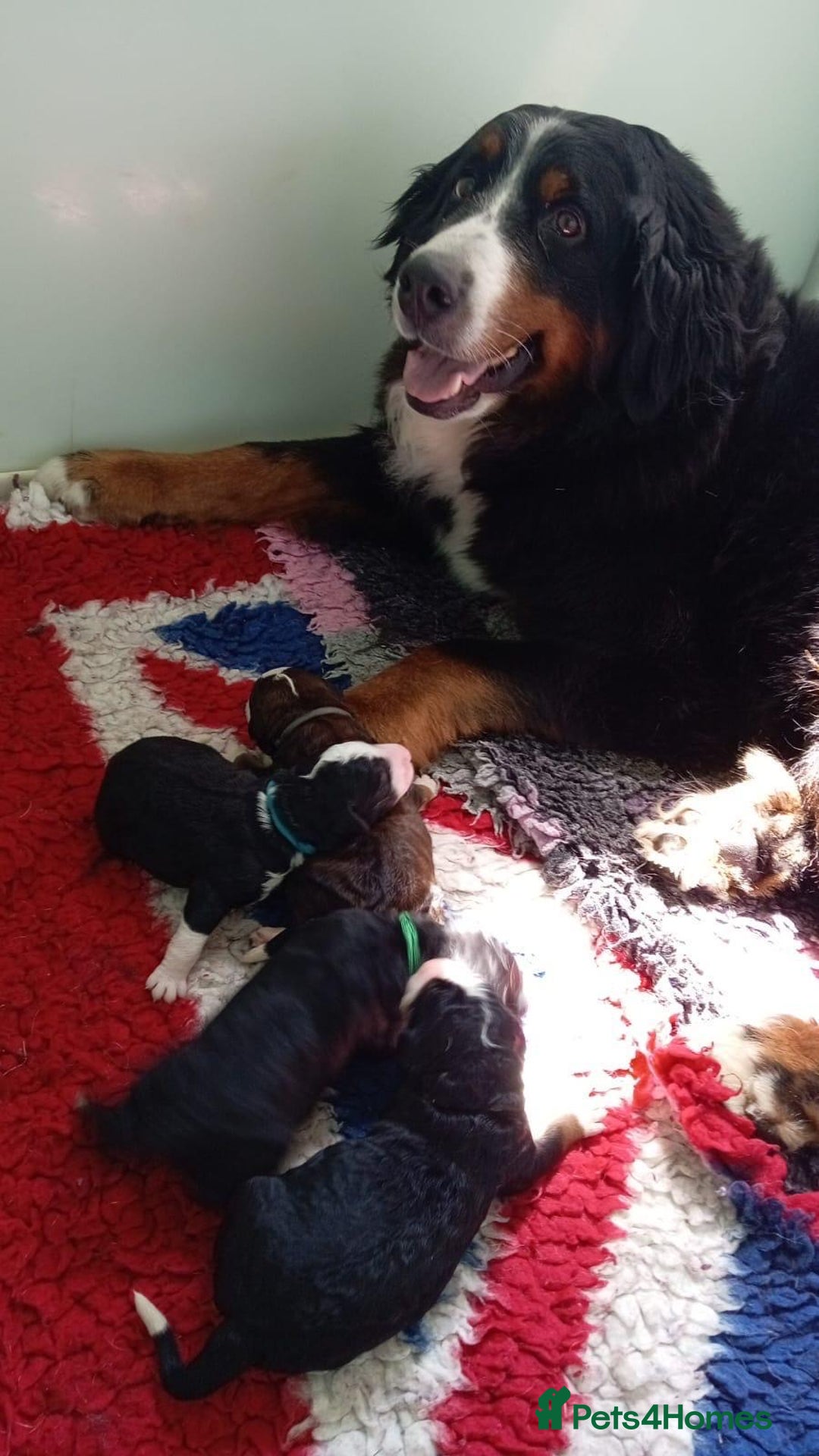 Bernedoodle dogs for sale: Mini bernedoodle puppies for sale  - Advert 2
