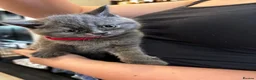 British Shorthair cats for sale: Amazing British short hair kittens!!  in Mirfield - Advert 13
