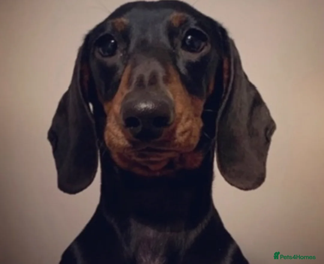 Miniature Dachshund dogs for stud: Kc reg IVDD screened pra clear mini smooth  in Newton Abbot - Advert 11