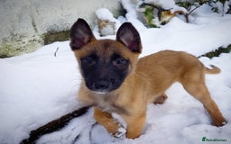 Belgian Shepherd Dog dogs for stud: BVA HEALTH TESTED, Proven, KC, BSD Malinois stud in Treorchy - Image 14