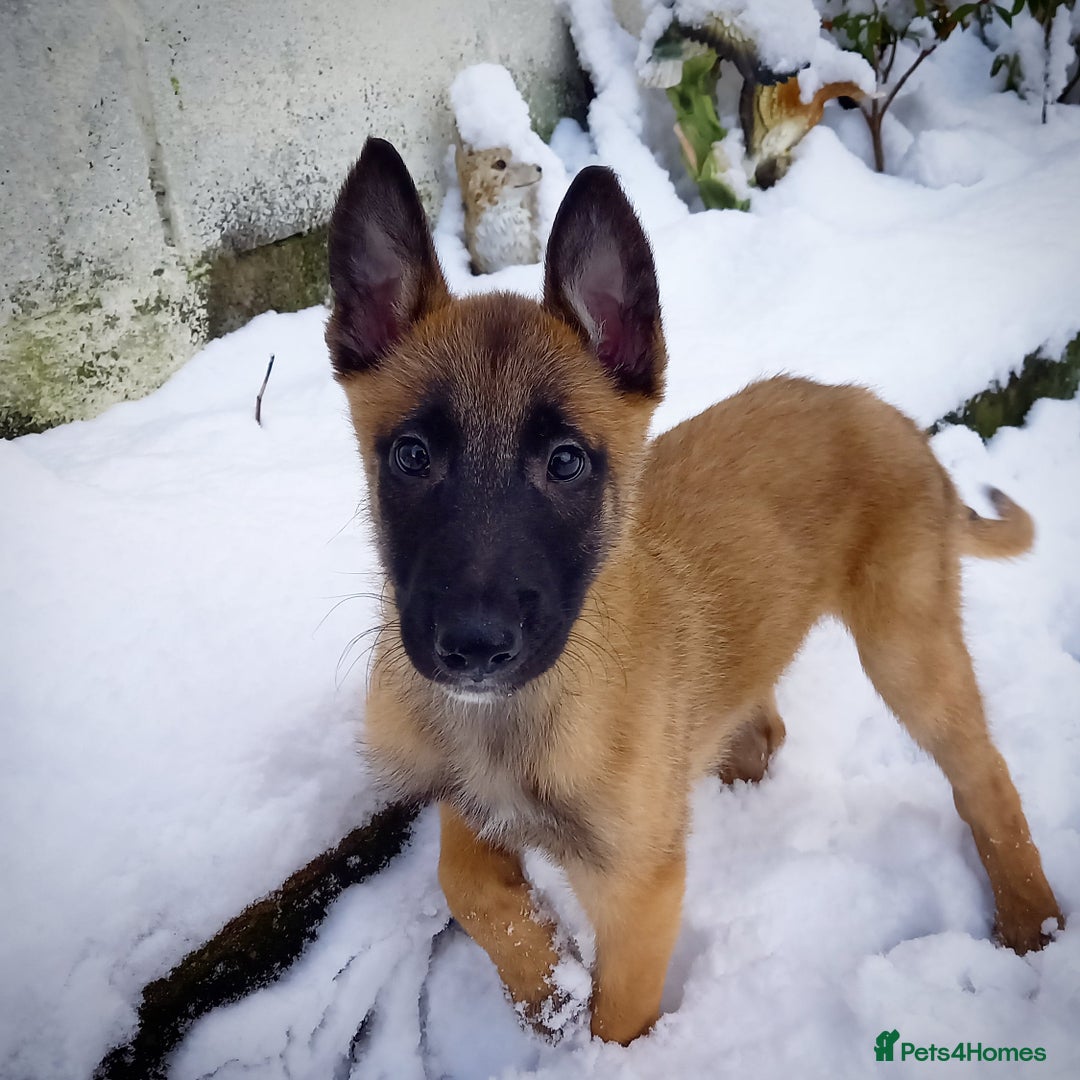 Belgian Shepherd Dog dogs for stud: BVA HEALTH TESTED, Proven, KC, BSD Malinois stud in Treorchy - Image 14