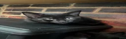 Mixed Breed cats for sale: Mixed gender black kittens  - Advert 13