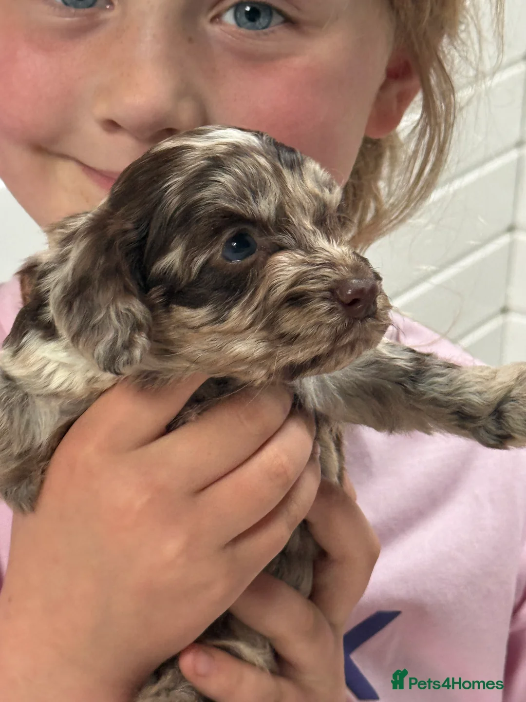 Cockapoo dogs for sale: Ready Now F1 Cockapoo girl - Advert 30