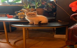 Persian cats for sale: Persian cross exotic  - Image 3