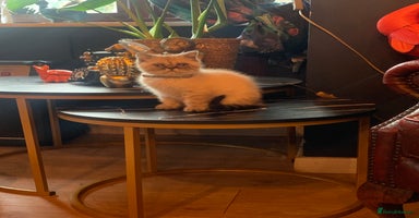 Persian cats - Advert 8
