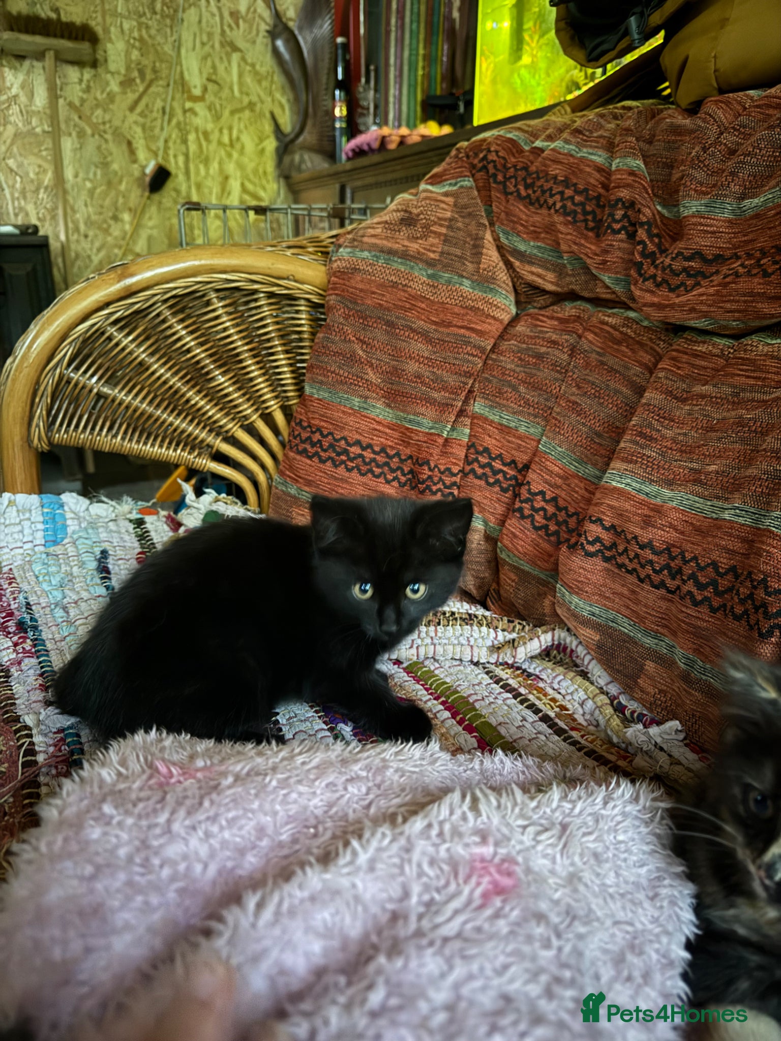 Mixed Breed Kitten 1