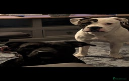 Mixed Breed dogs for sale: Staff cross pups - Image 15