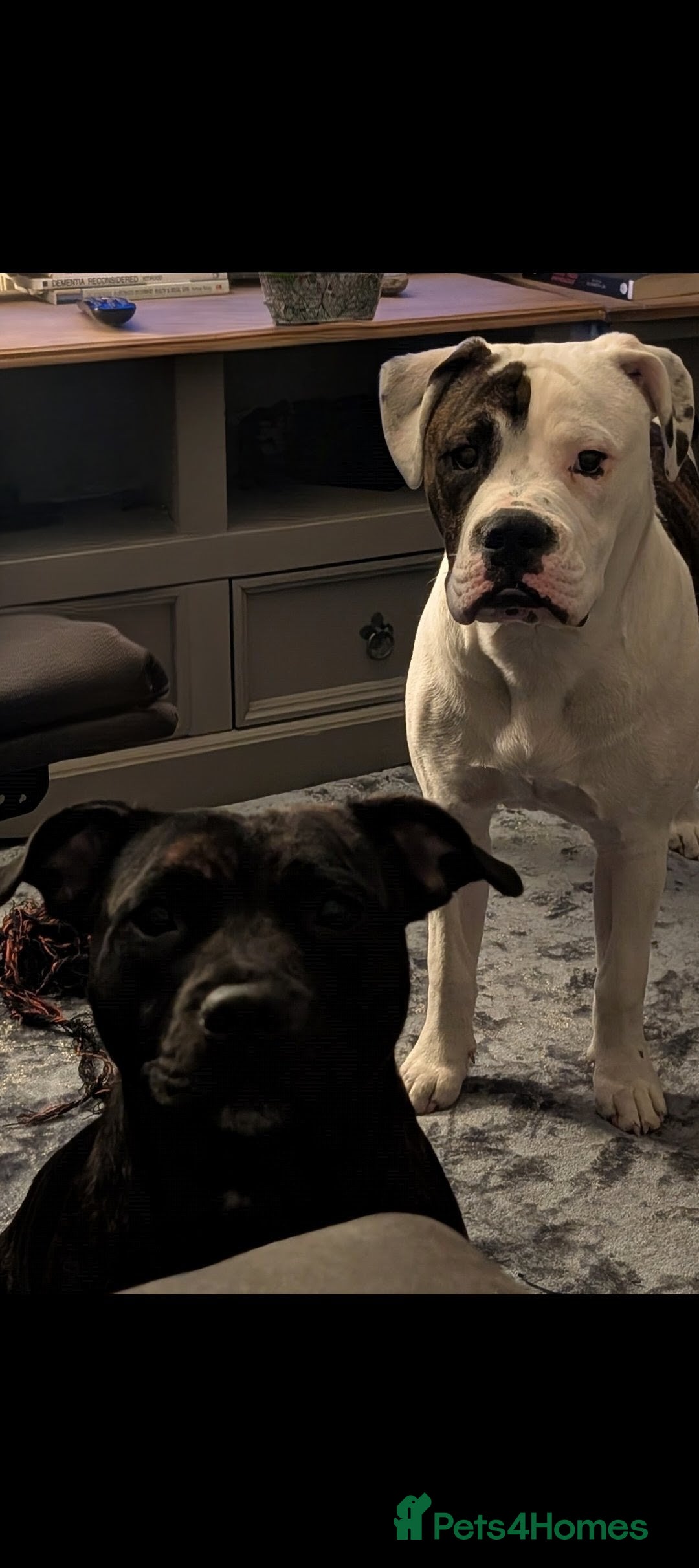 Mixed Breed dogs for sale: Staff cross pups - Image 15