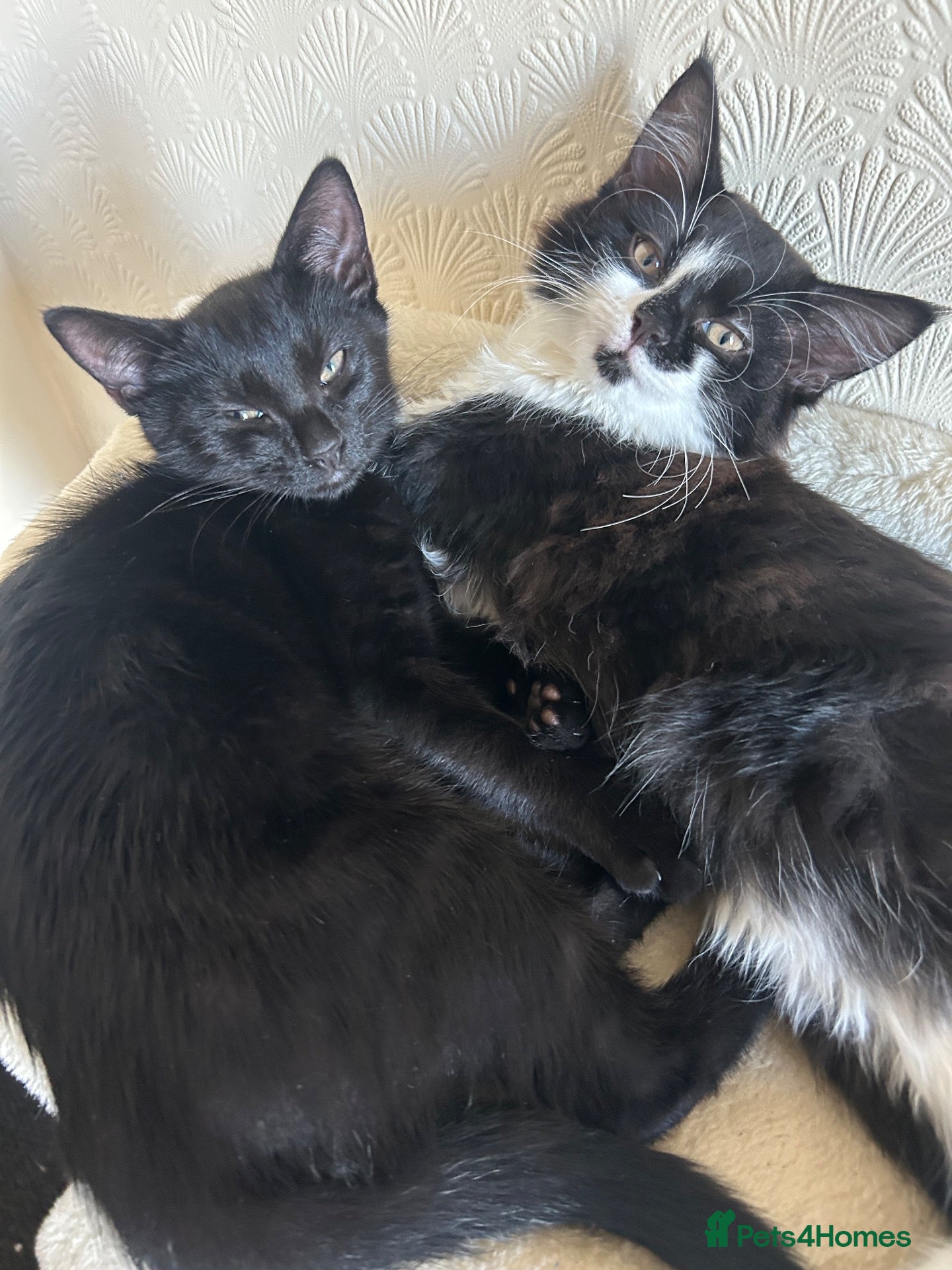 Mixed Breed cats Last 2 Beautiful Bengal Cross Kittens Available - Advert 1