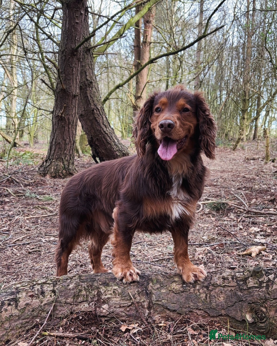 Cocker Spaniel dogs for stud: Cocker Spaniel stud  - Advert 14