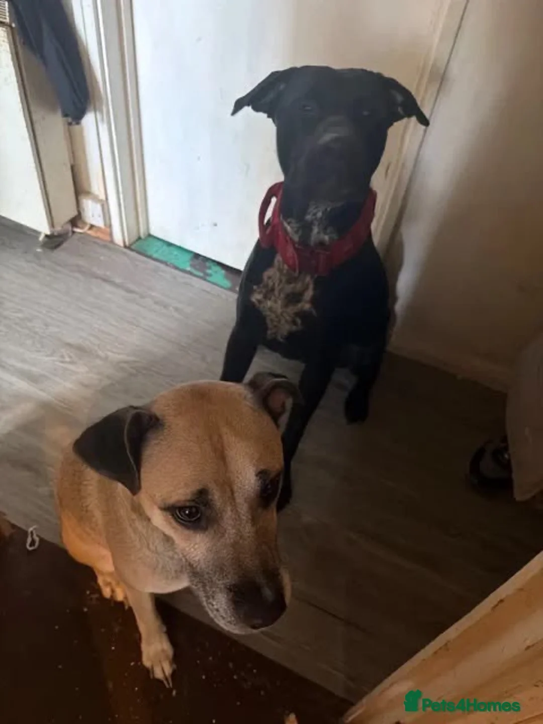 Mixed Breed dogs for sale: Cross puppies ready to leave from tomorrow!  - Advert 1