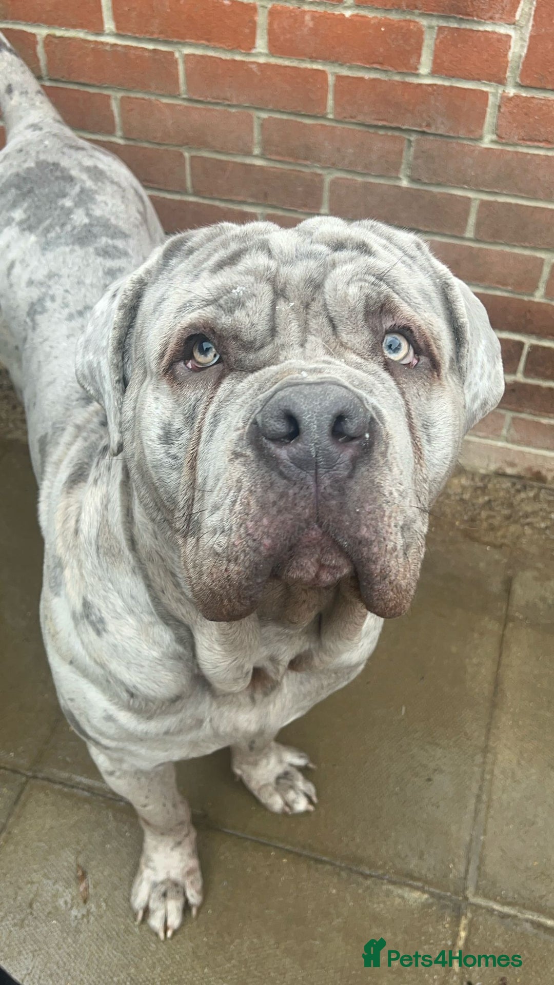 Cane Corso dogs for stud: Beautiful Neapolitan xcorso mastiff boy for stud in Norwich - Image 5